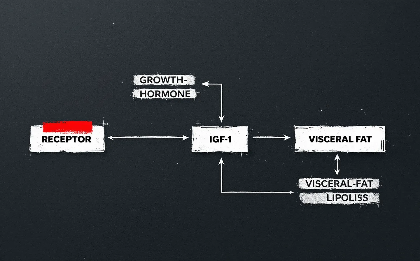 A plain hard-edged brutalist schematic of the GHRH-receptor to growth-hormone to IGF-1 to visceral-fat axis, drawn as hard squares and straight arrows in near-white with one red accent node, on a deep slate-ink ground